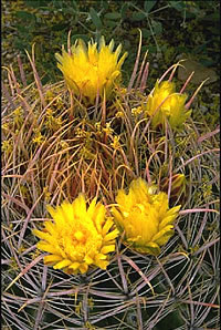 Flowering cactus.